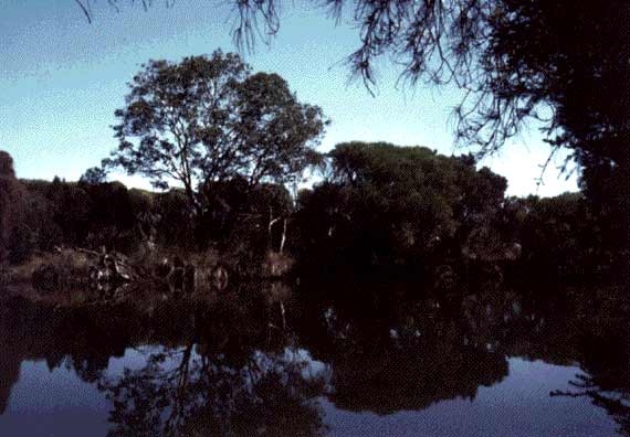 Flooded Gum and Casuarina Association