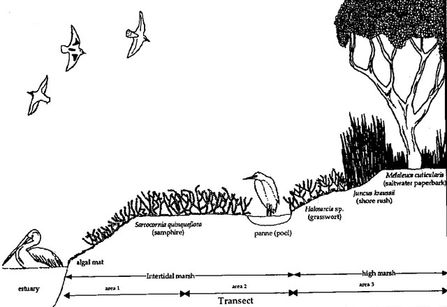Figure 1.2 Typical saltmarsh cross section.