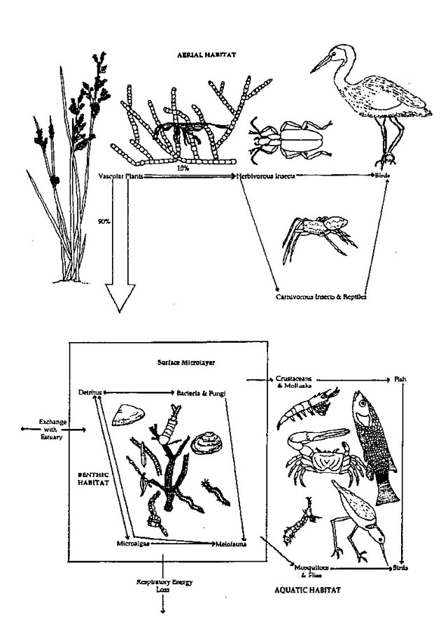 Figure 1.3 Food Chain