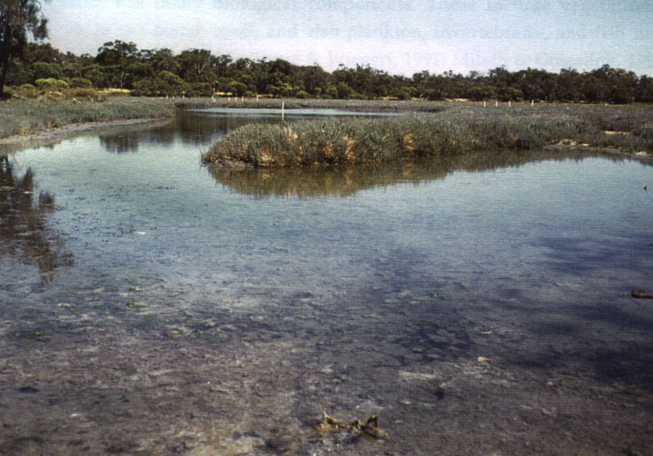Plate 1.2.  A saltmarsh pan within the low marsh.