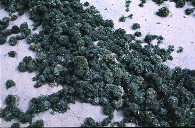 slide02.jpg (86423 bytes)