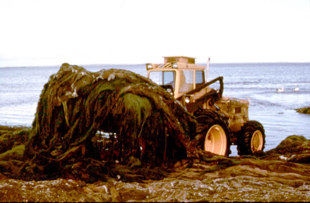 slide05.jpg (86423 bytes)