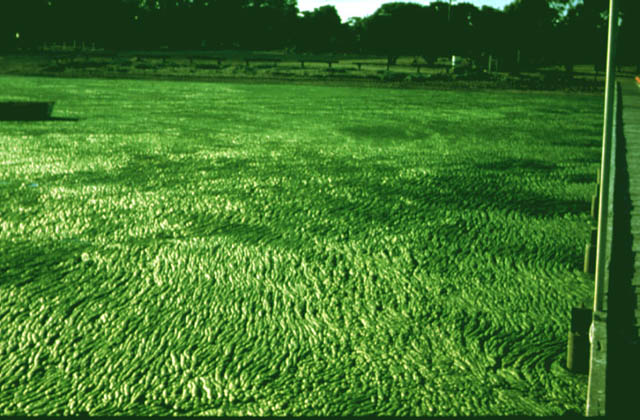 slide06.jpg (86423 bytes)